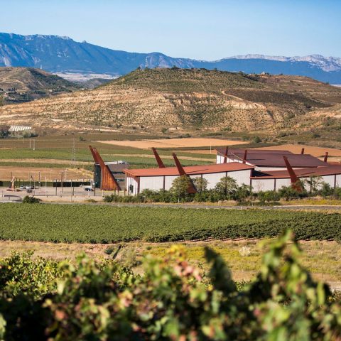 la bodega Pagos del Rey alberga el primer museo del vino de la región 33