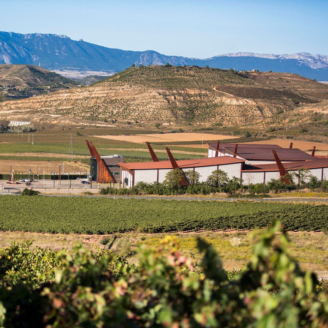 la bodega Pagos del Rey alberga el primer museo del vino de la región 35